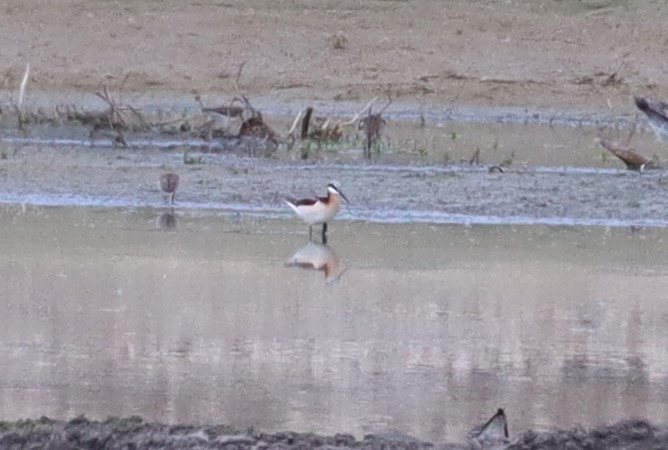 Wilson's Phalarope - Wayne Patterson