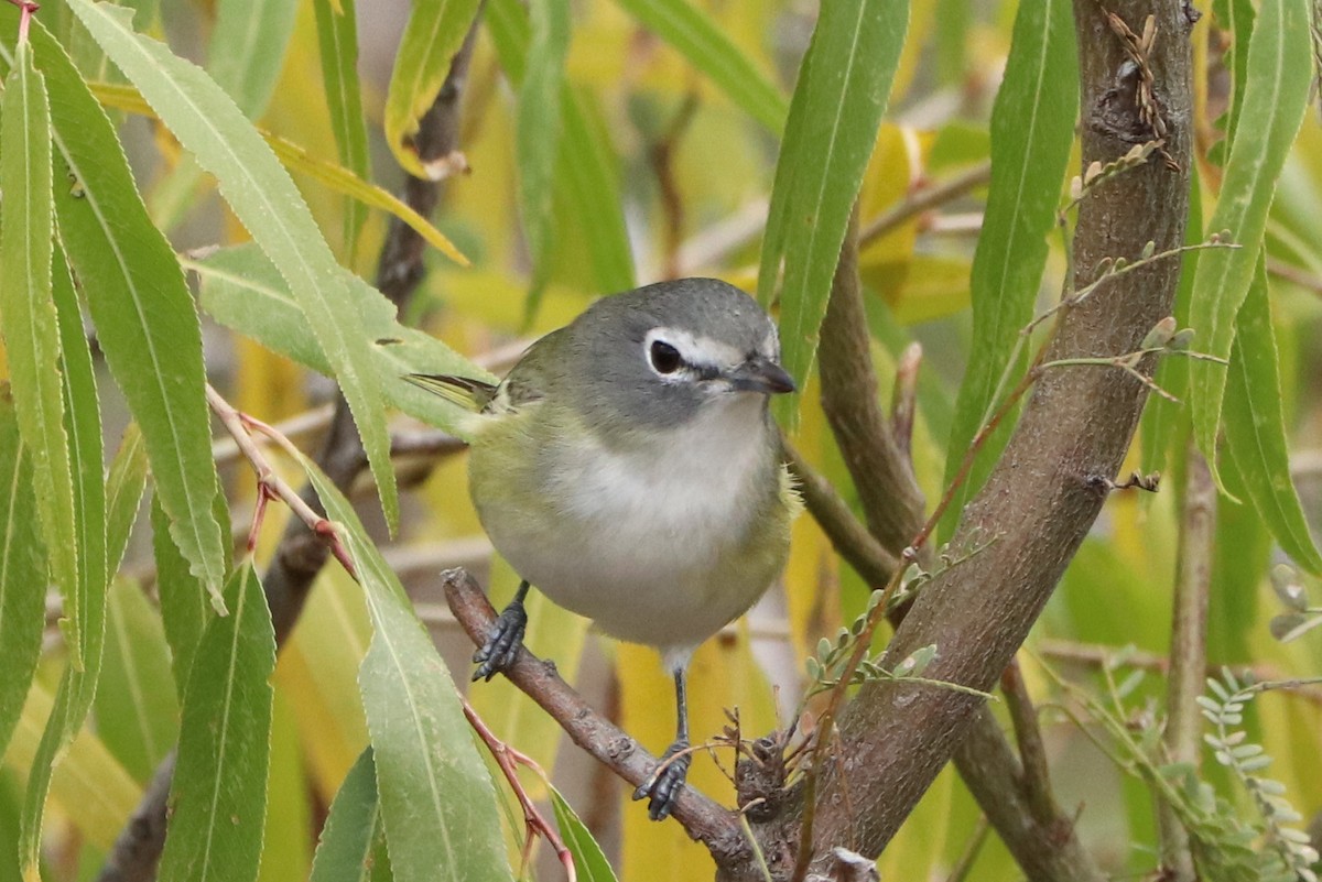 Blue-headed Vireo - Andrew Core