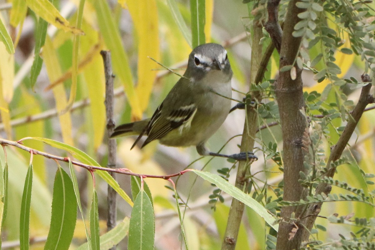 Blue-headed Vireo - Andrew Core