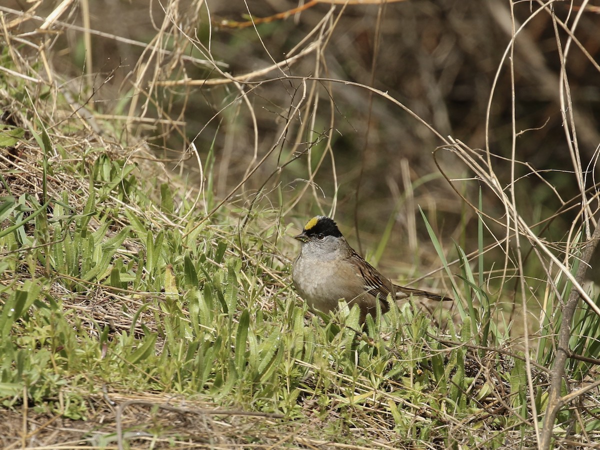 Golden-crowned Sparrow - Russ Morgan