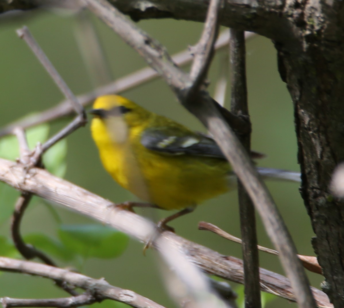 Blue-winged Warbler - Cathy Cox