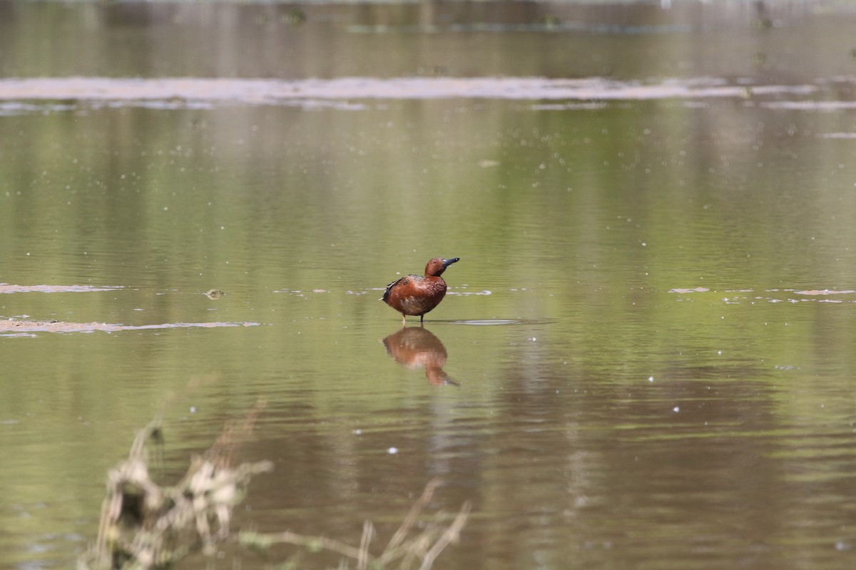 Cinnamon Teal - Melinda  Berger