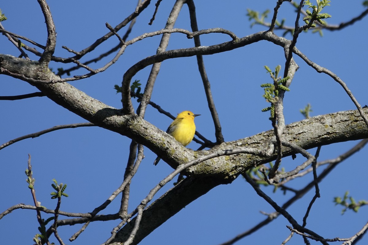 Prothonotary Warbler - Melissa Kesling