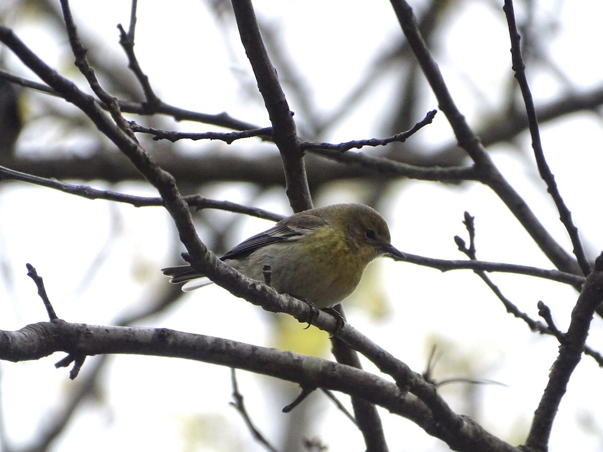 Pine Warbler - michael hanley