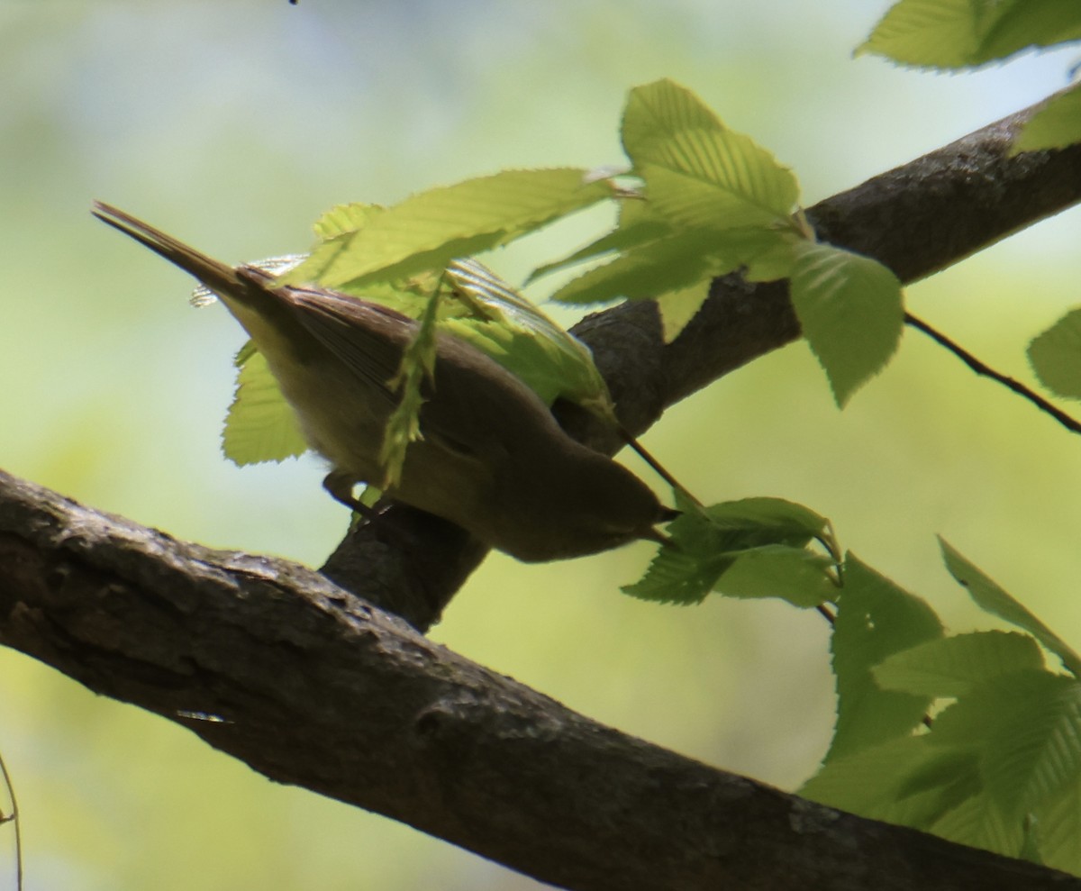 Orange-crowned Warbler - Kathryn Deetz 🦢