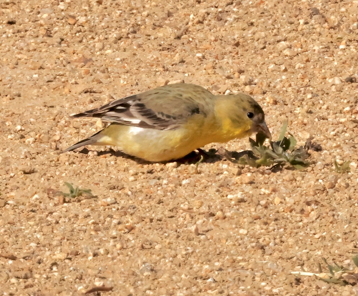 Lesser Goldfinch - Greg Plowman