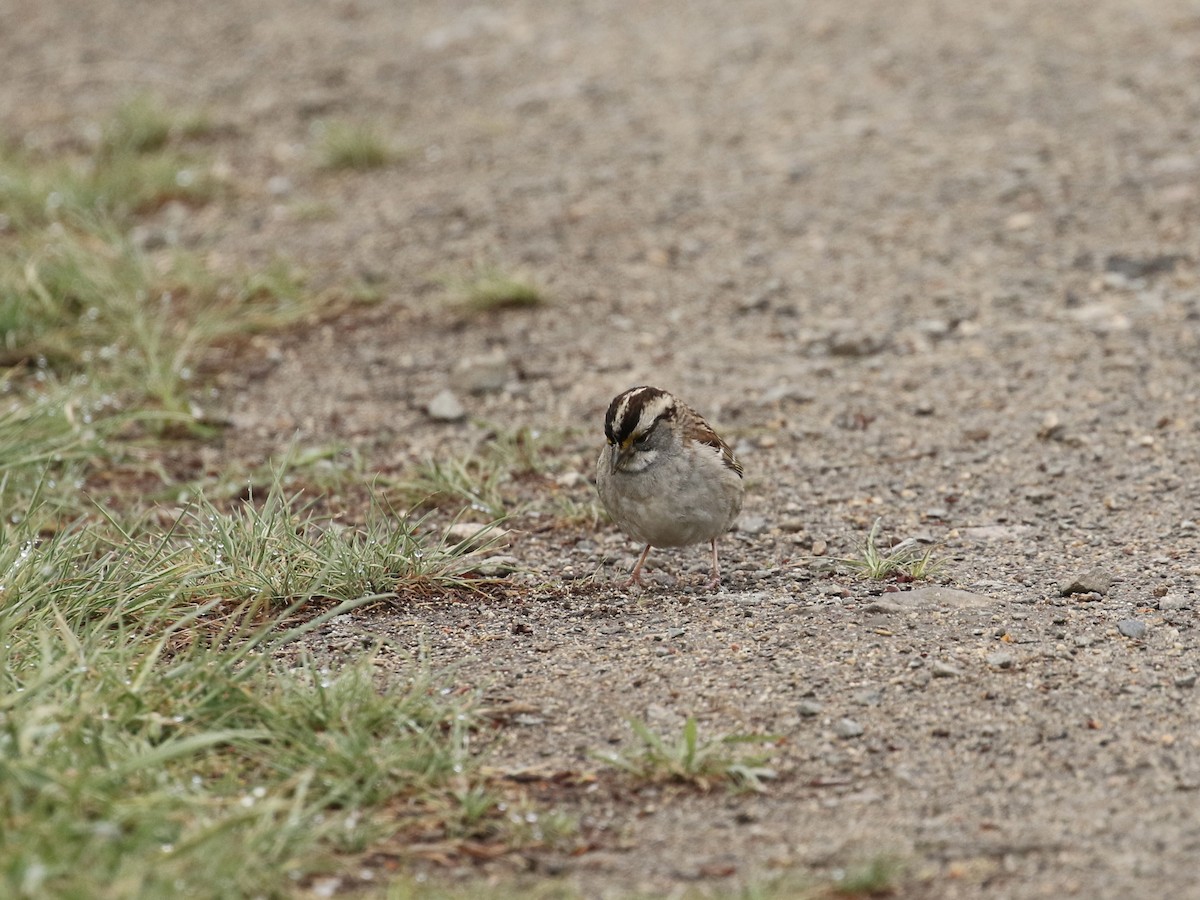 White-throated Sparrow - Russ Morgan