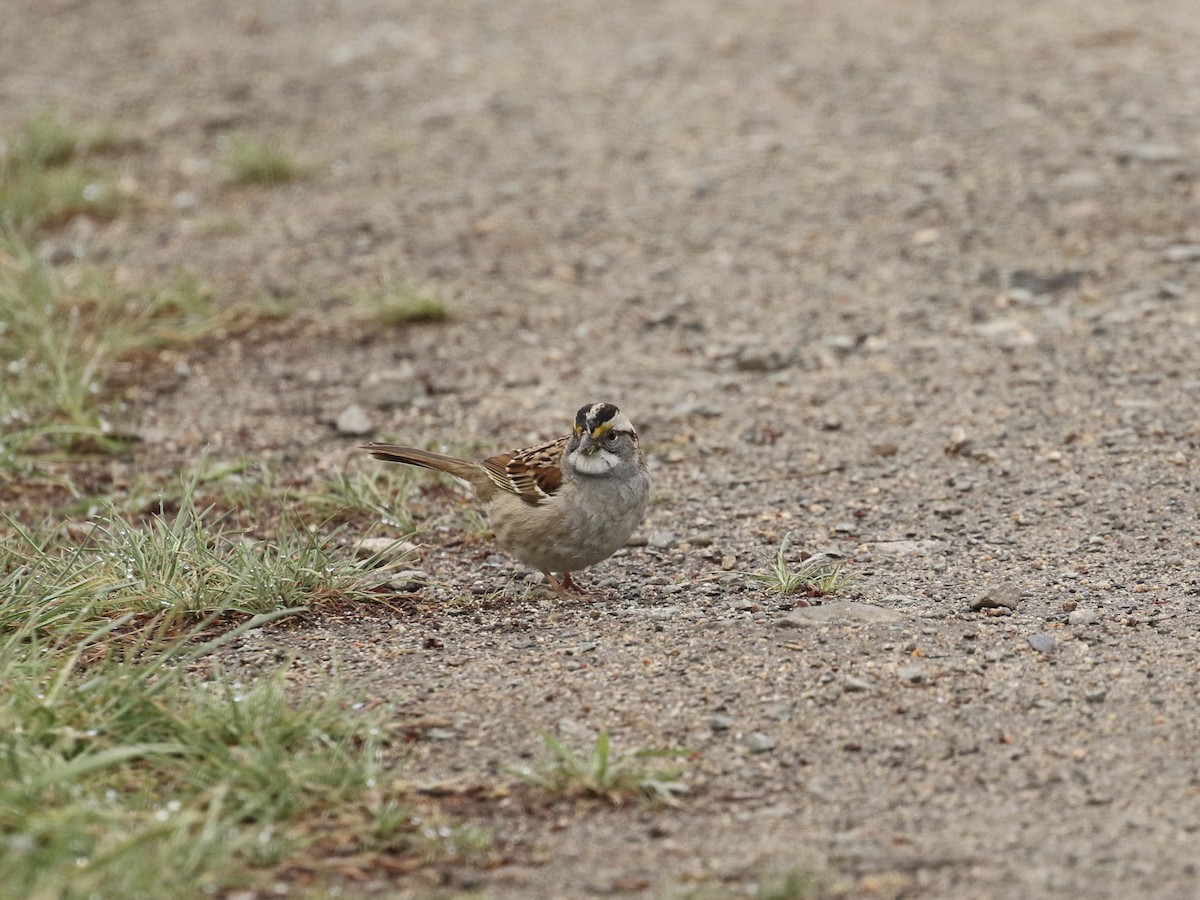 White-throated Sparrow - Russ Morgan