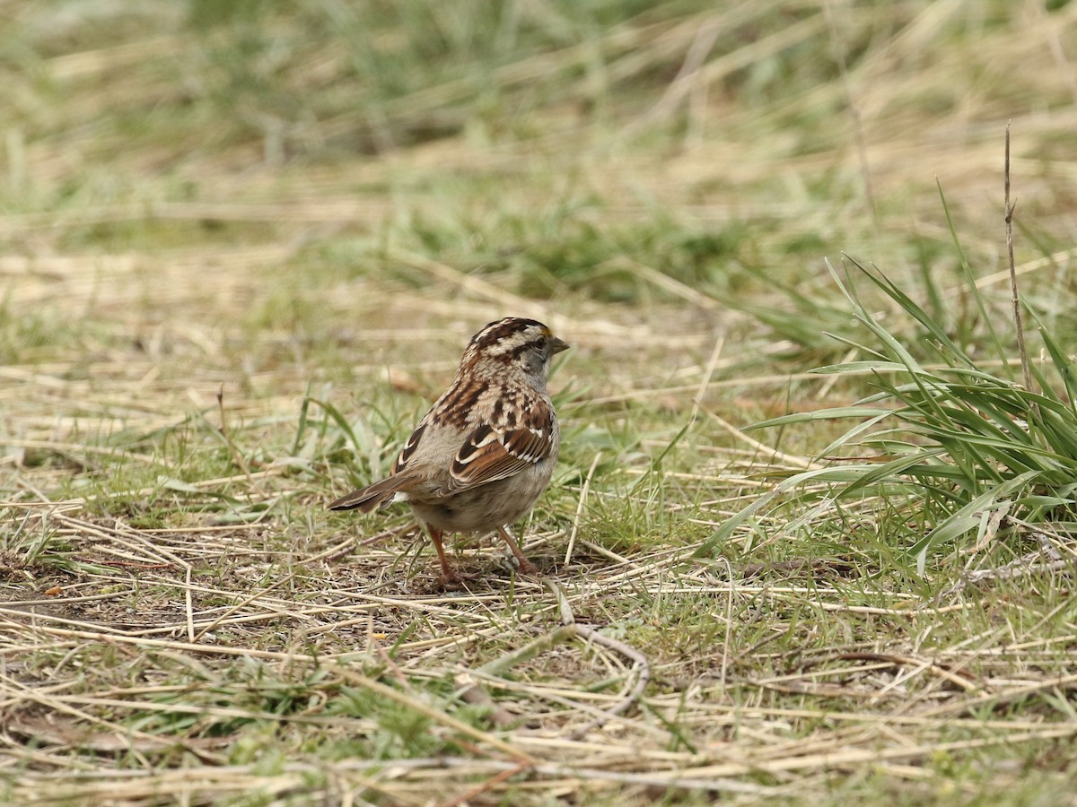 White-throated Sparrow - ML618290824