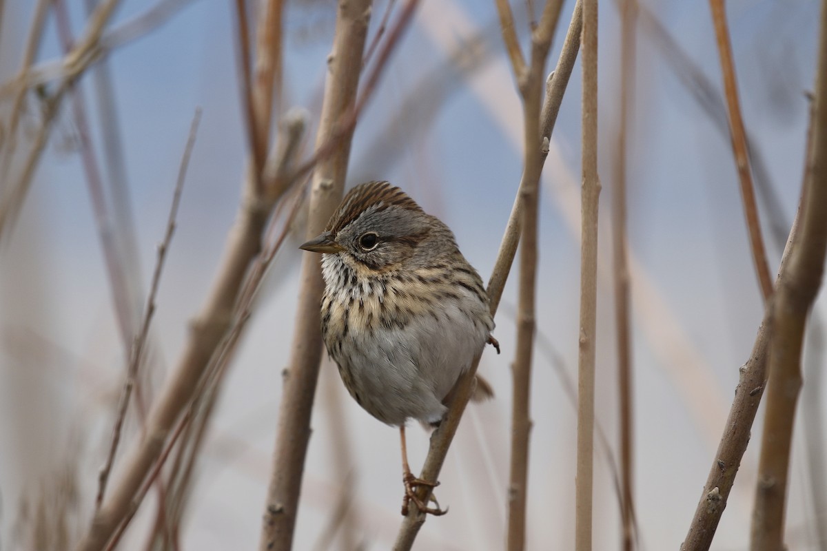 Lincoln's Sparrow - ML618290842