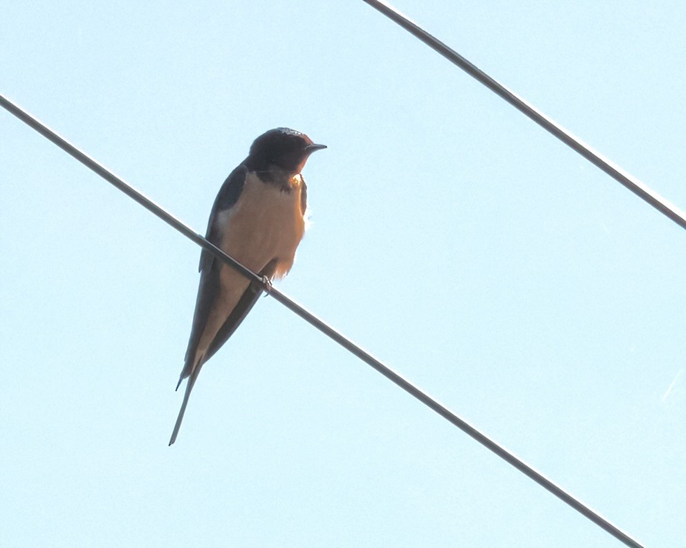 Barn Swallow - Greg Plowman