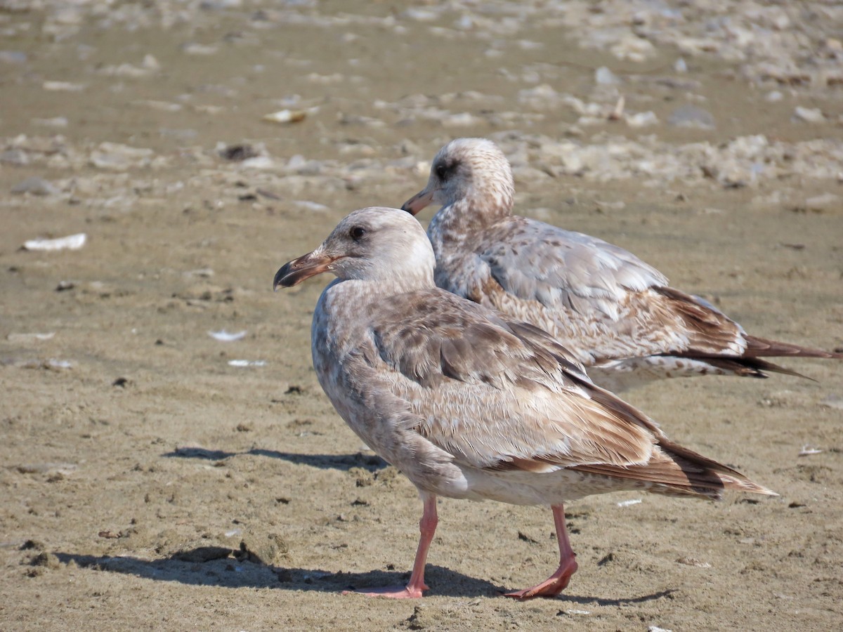 Larus sp. - Tom Edell