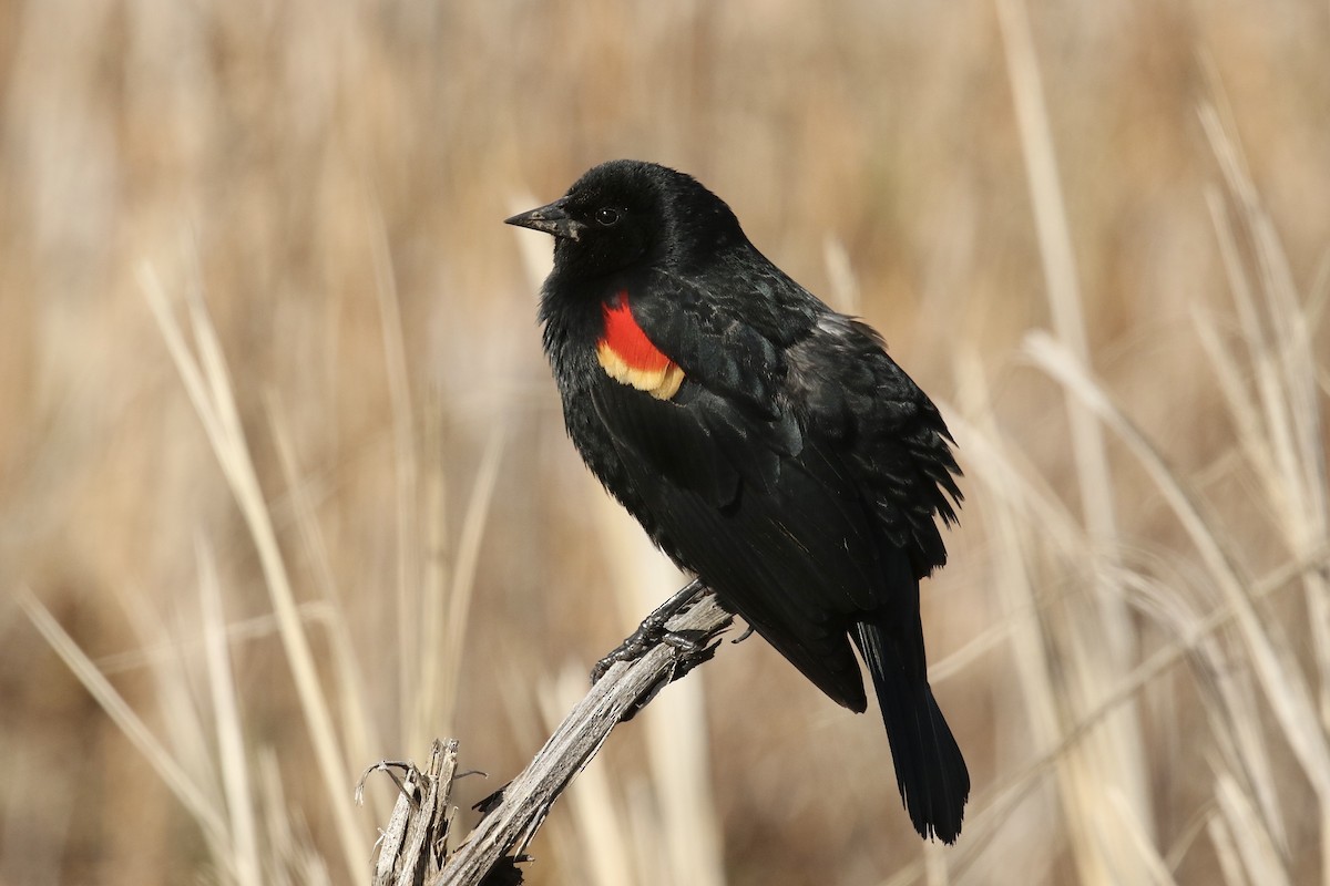 Red-winged Blackbird - Russ Morgan