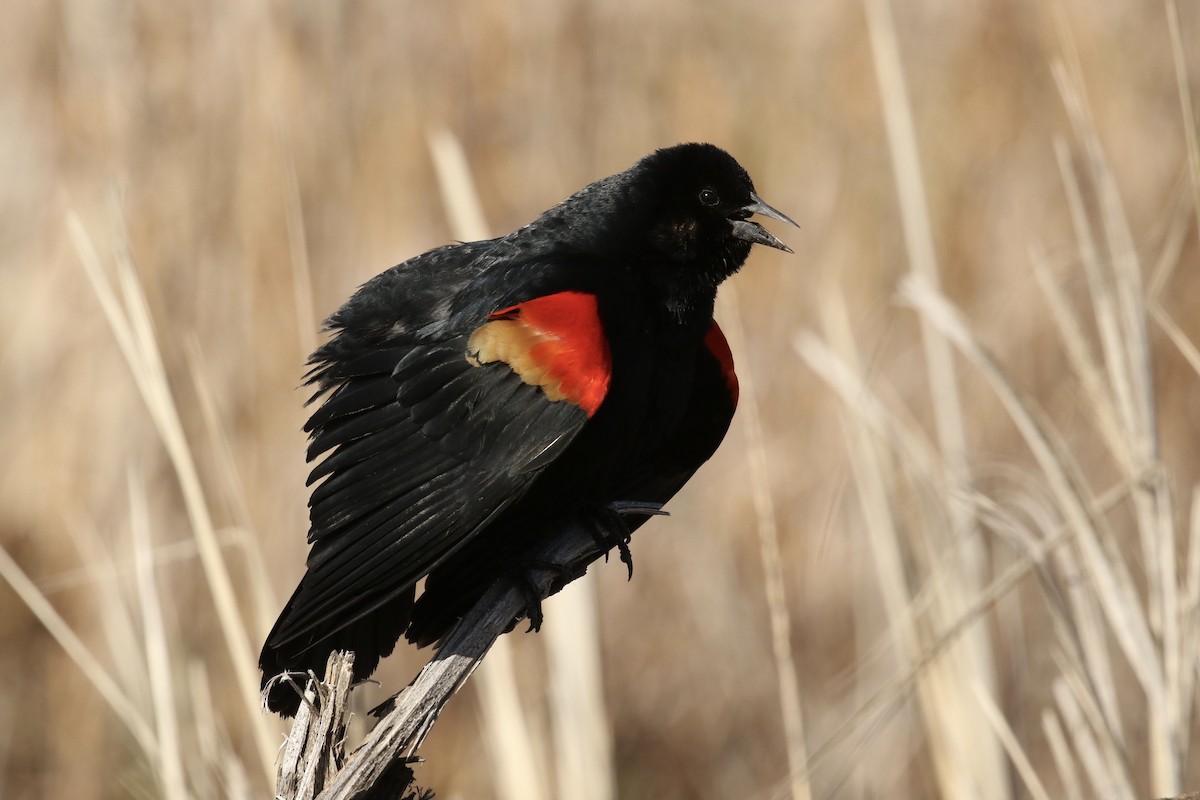 Red-winged Blackbird - Russ Morgan