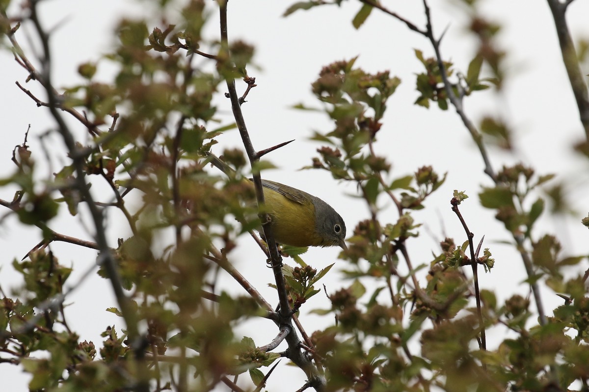 Nashville Warbler - ML618290865