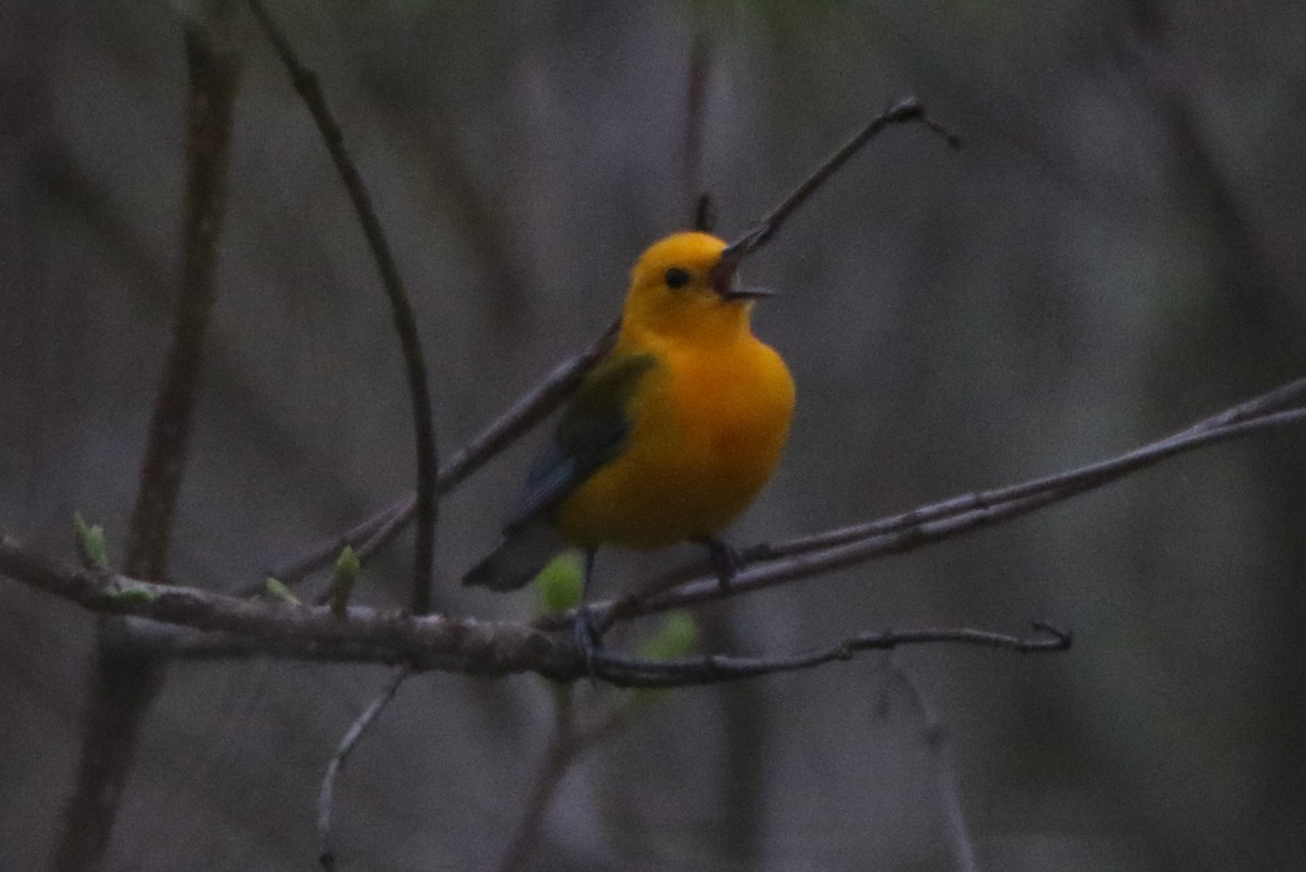 Prothonotary Warbler - Joe Baldwin