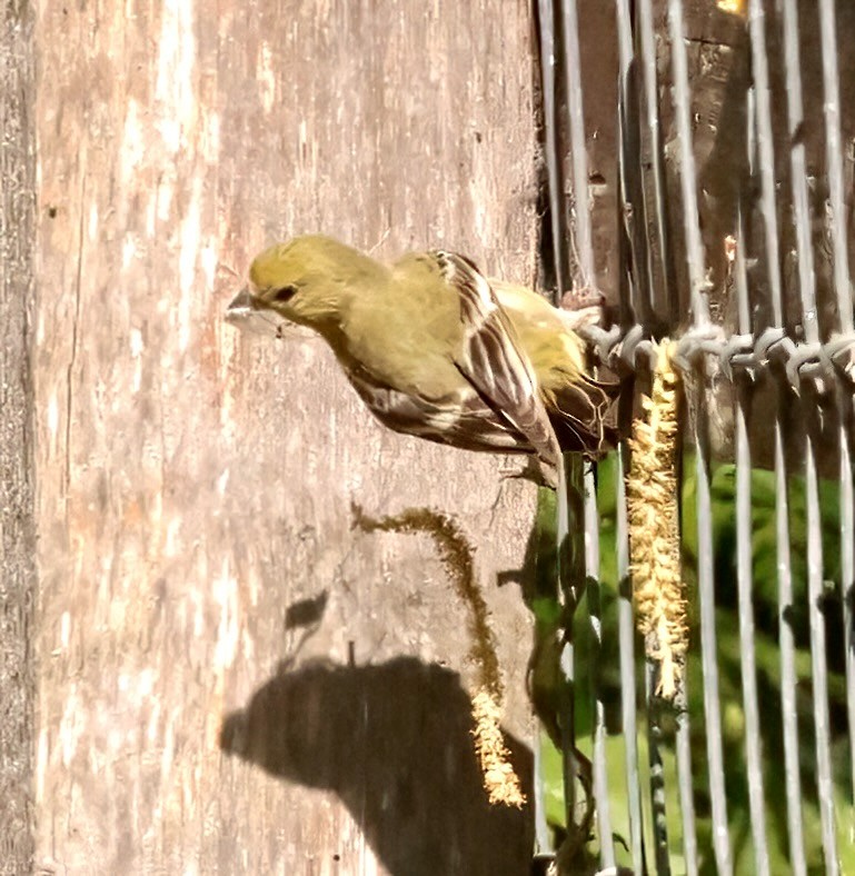 Lesser Goldfinch - Greg Plowman