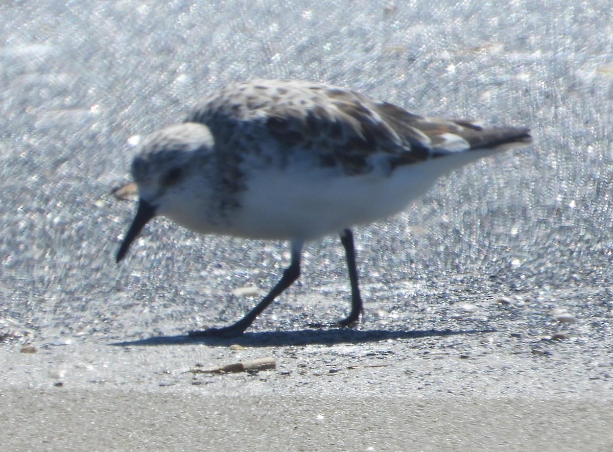 Sanderling - Rodney Macready