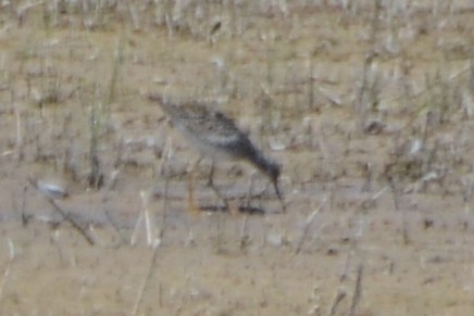 gulbeinsnipe - ML618290884