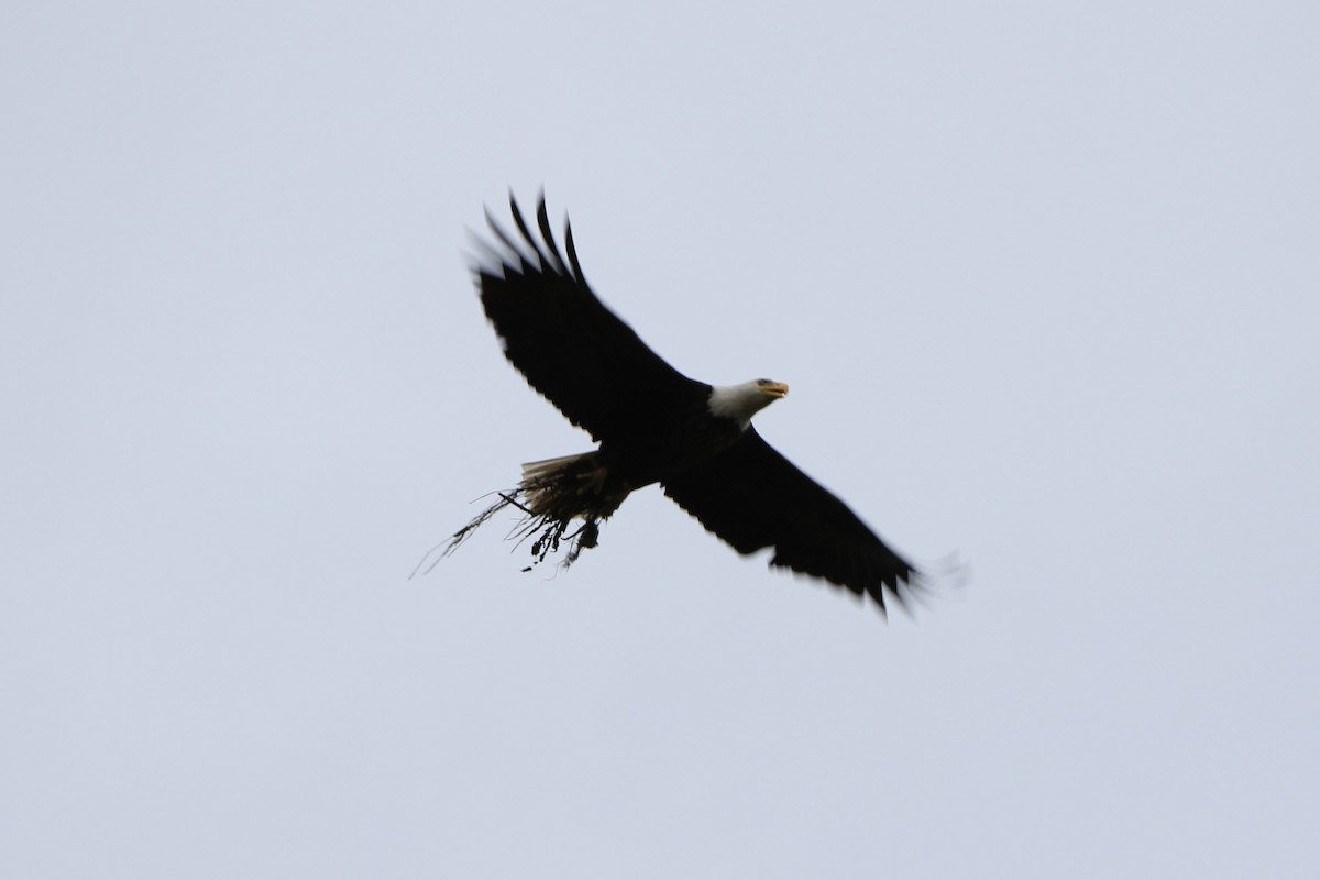 Bald Eagle - Joe Baldwin