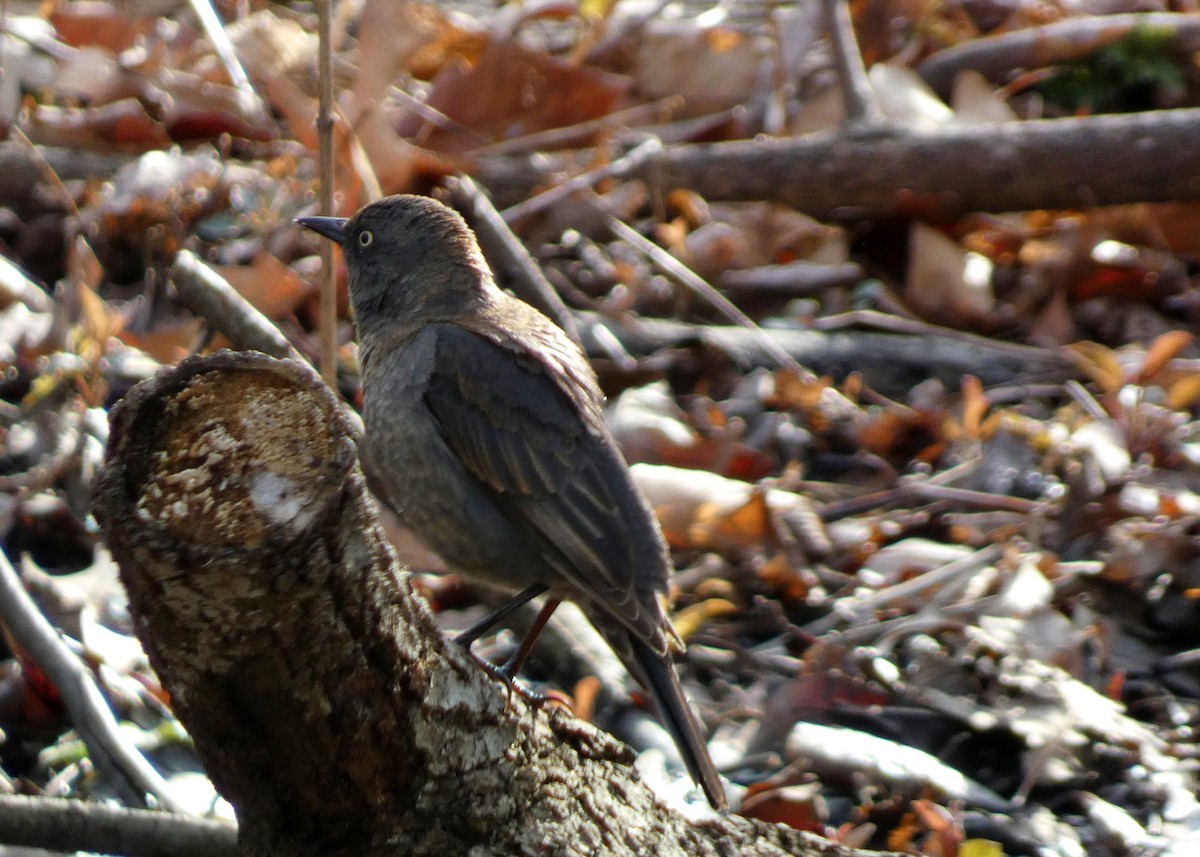 Rusty Blackbird - David Assmann