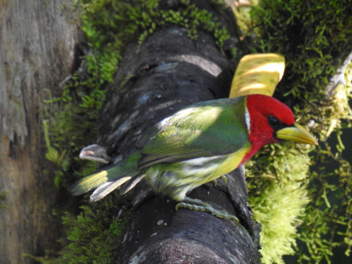 Red-headed Barbet - Justin Harris