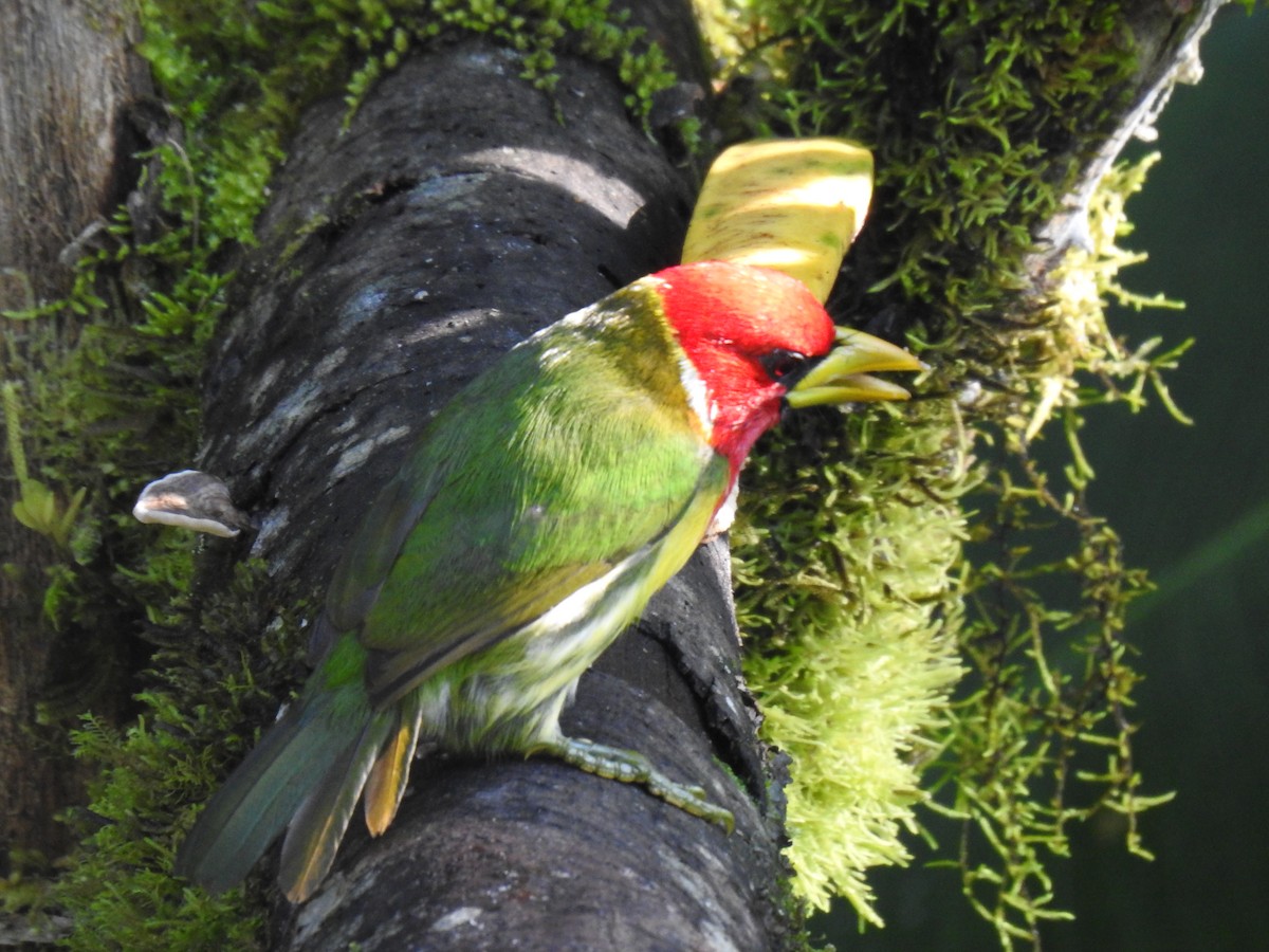 Red-headed Barbet - Justin Harris