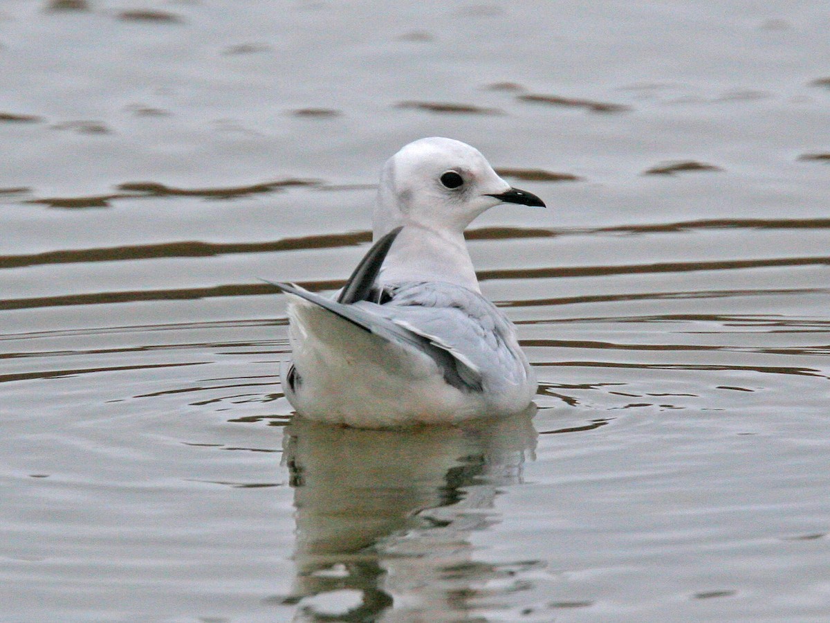 Gaviota Rosada - ML618290920