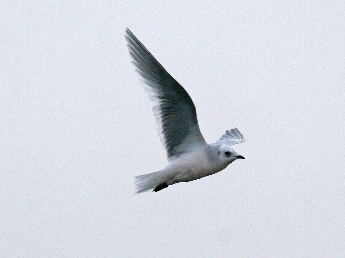 Gaviota Rosada - ML618290921