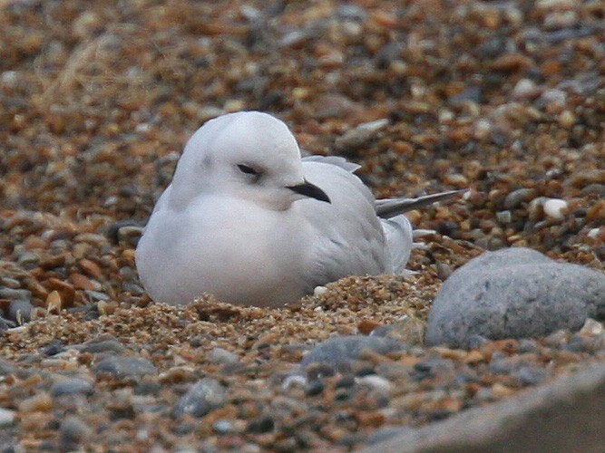 Ross's Gull - ML618290922