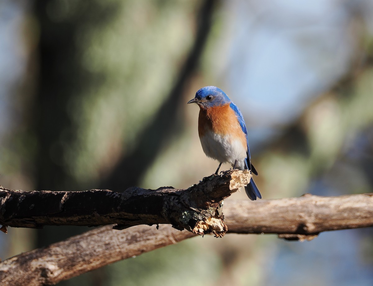 Eastern Bluebird - Kent Davis