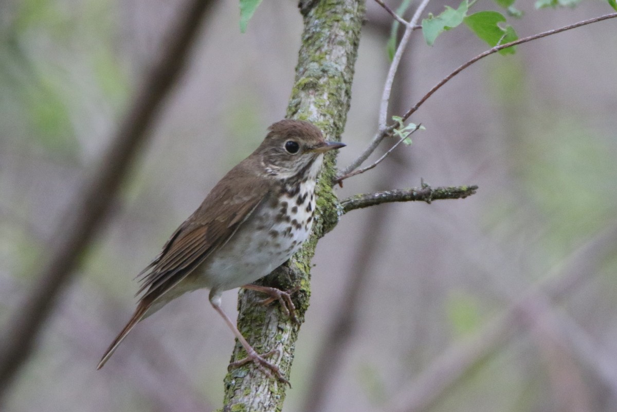 Swainson's Thrush - Joe Baldwin