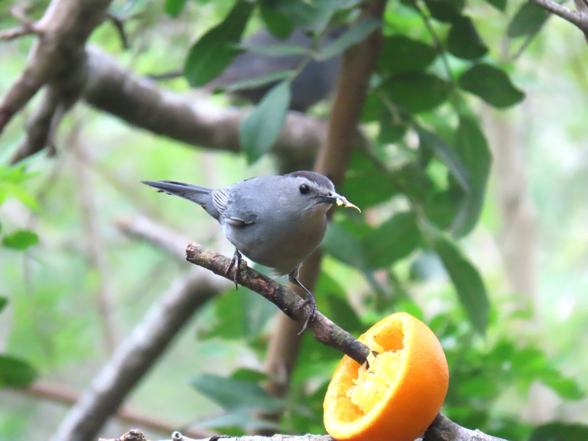 Gray Catbird - Alan Morris