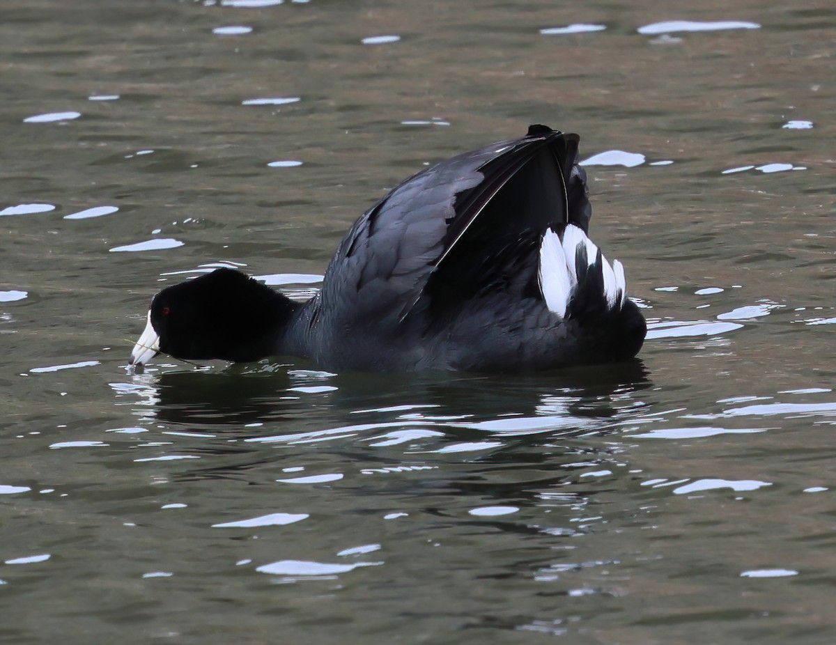 American Coot - Charlotte Byers