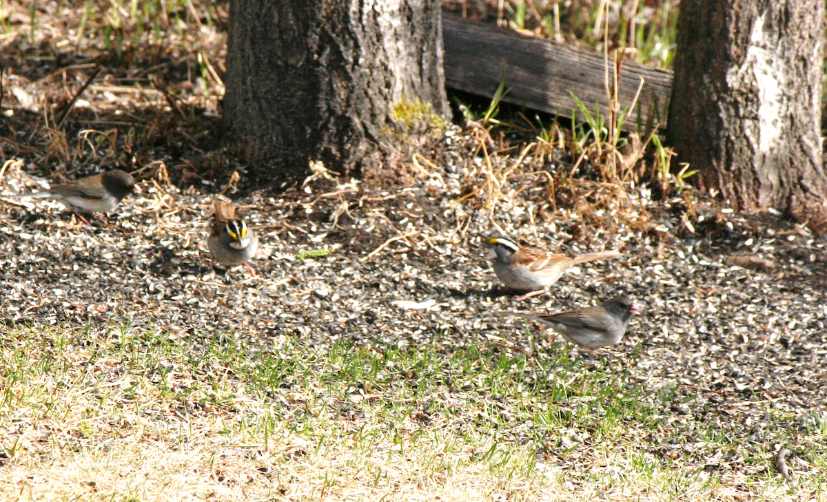 Dark-eyed Junco - Muriel & Jennifer Mueller