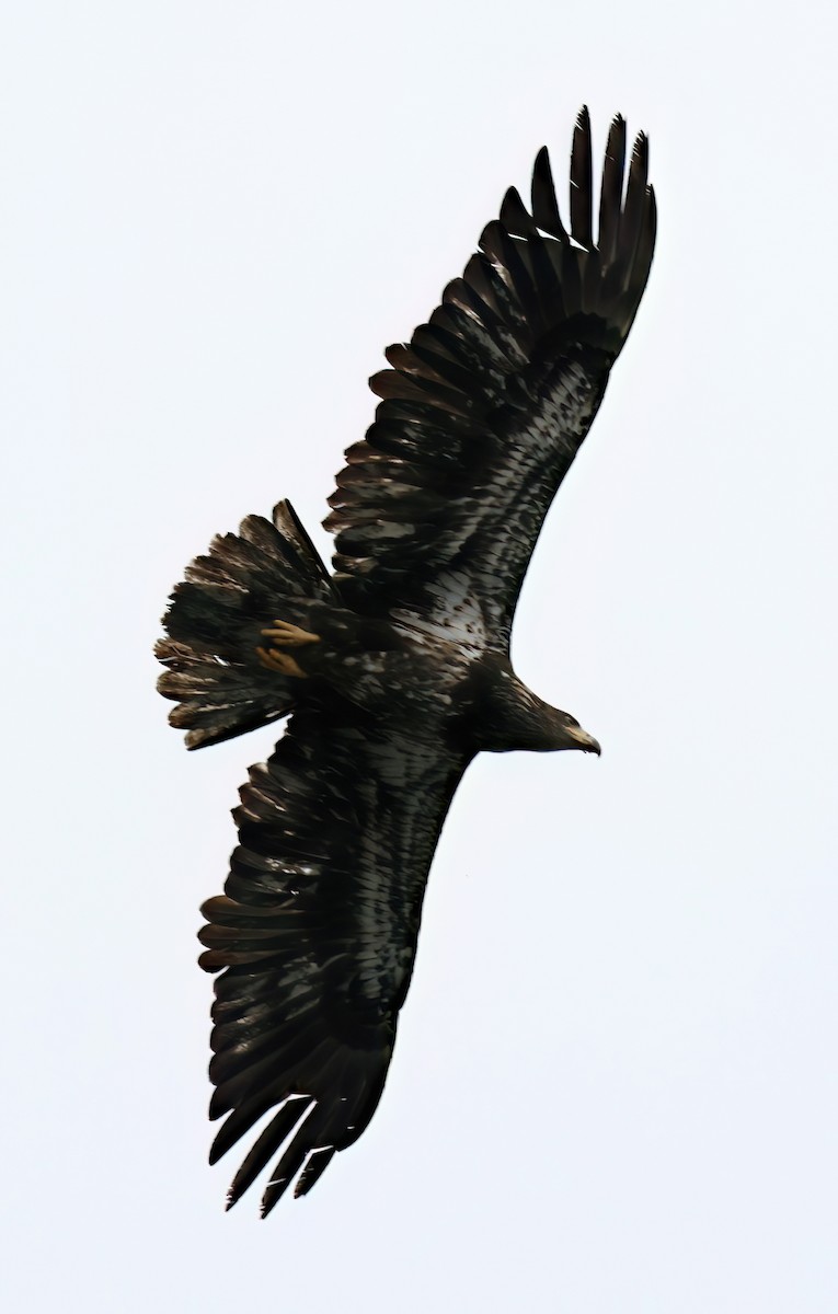 Bald Eagle - Charlotte Byers