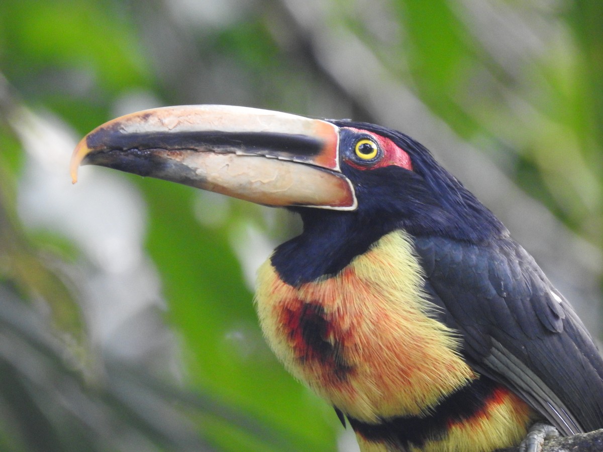 Collared Aracari (Pale-mandibled) - Justin Harris