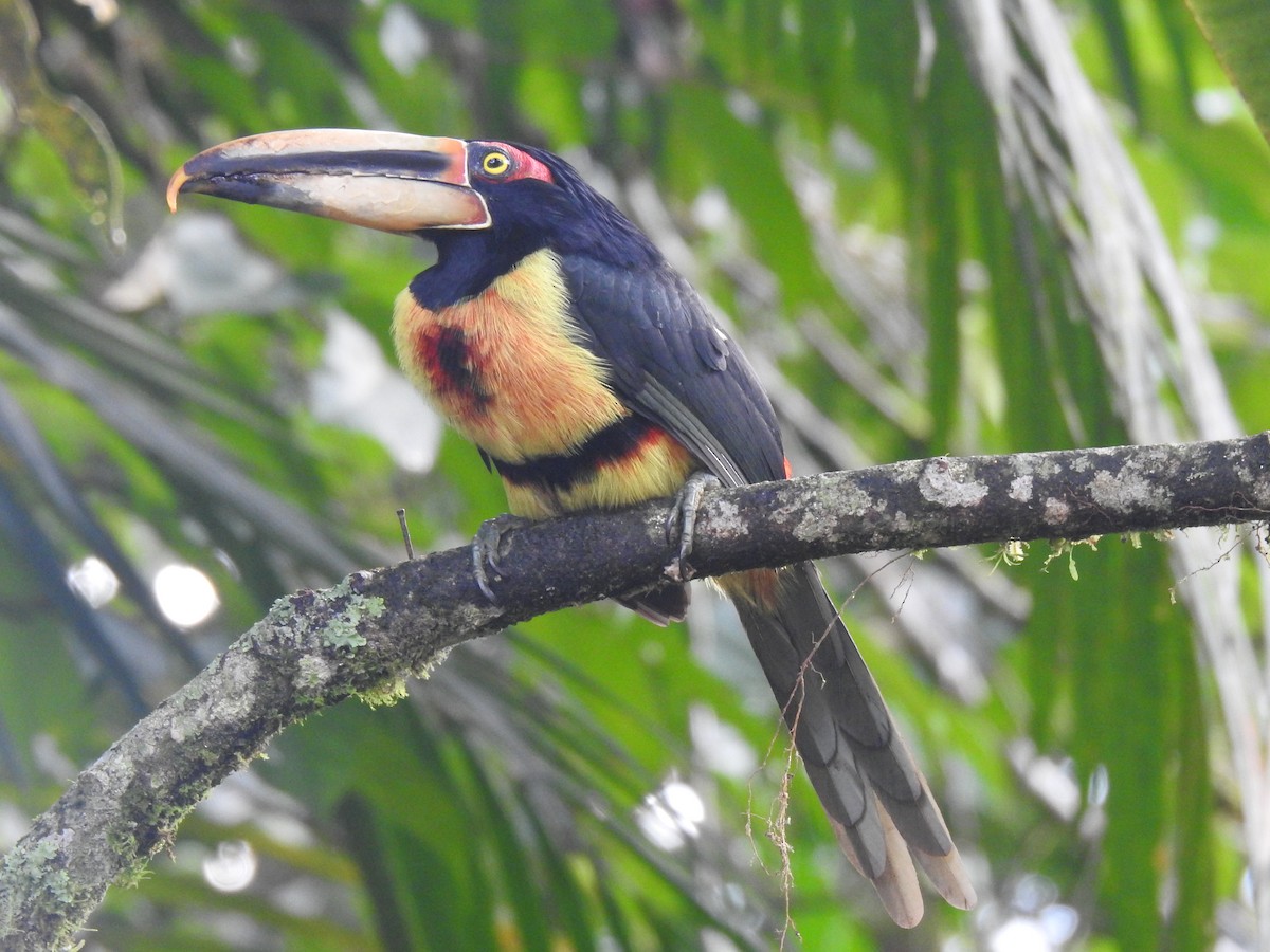 Collared Aracari (Pale-mandibled) - ML618290990