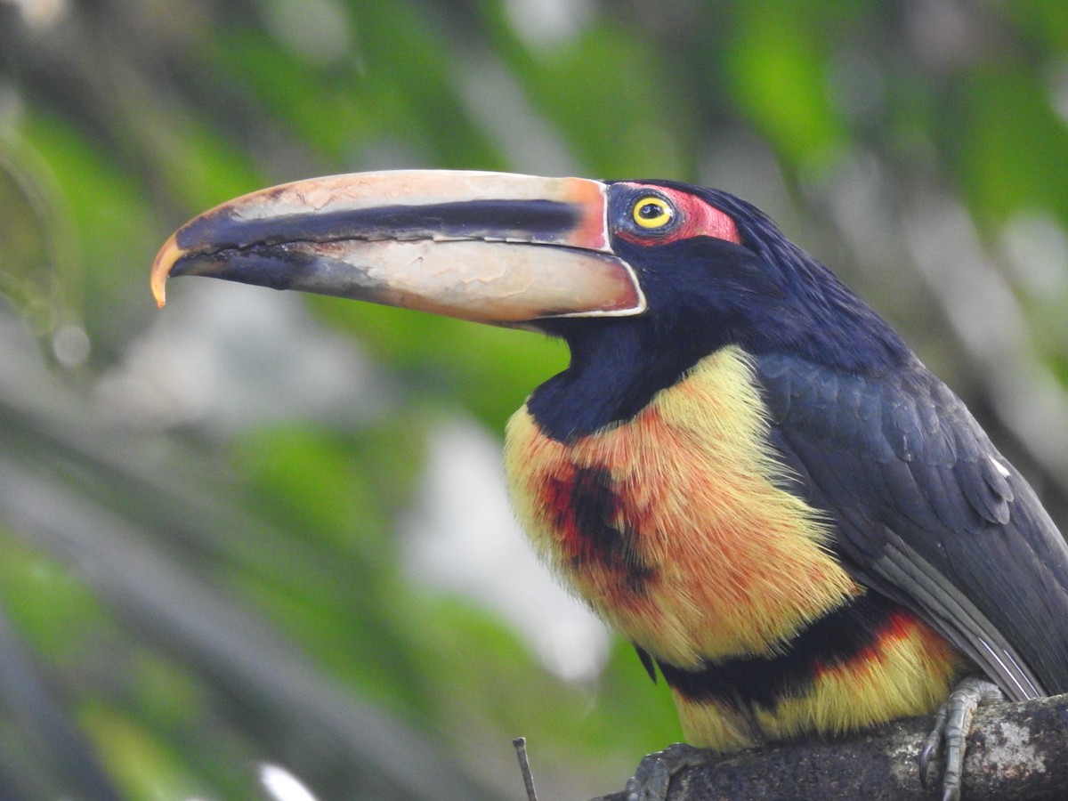 Collared Aracari (Pale-mandibled) - ML618290992