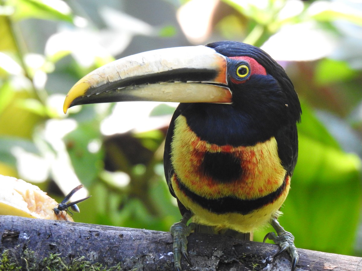 Collared Aracari (Pale-mandibled) - ML618290994