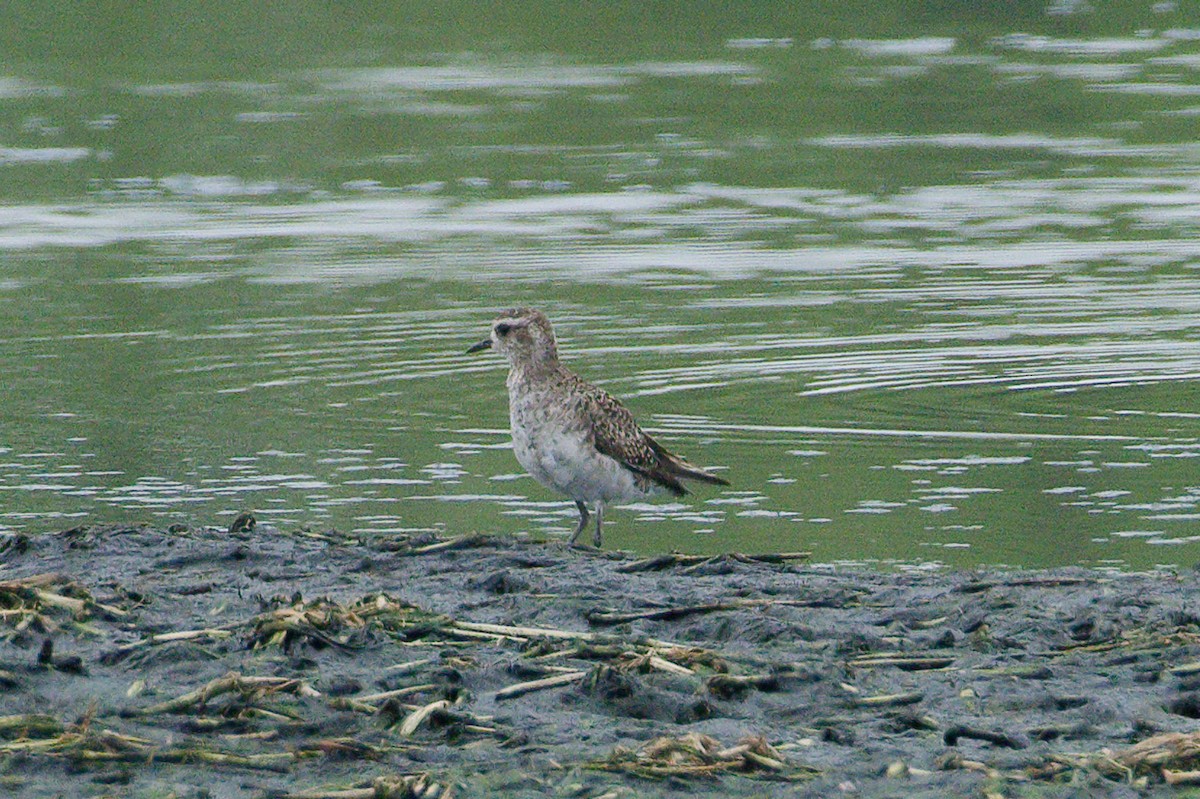 American Golden-Plover - Connor Robinson