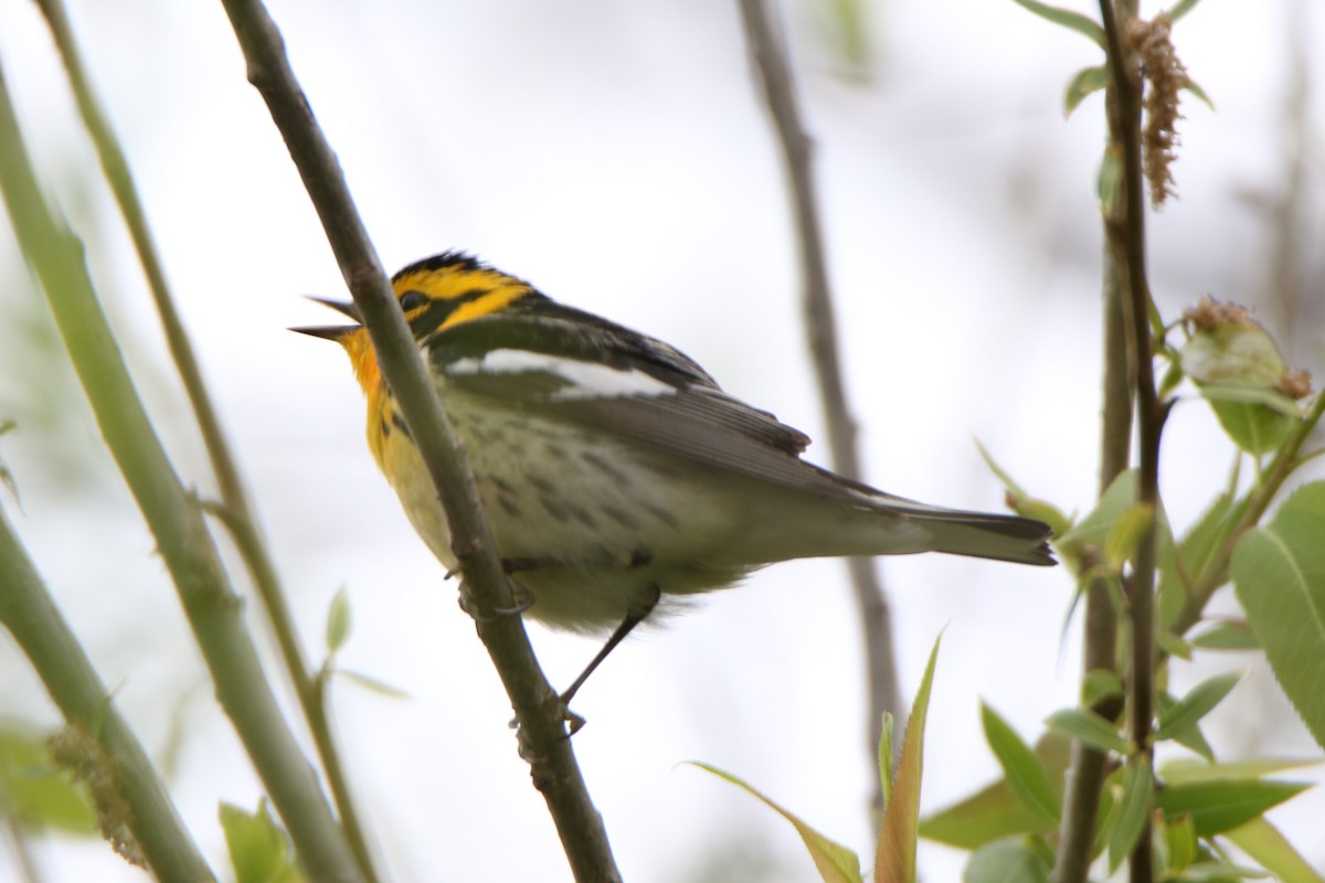 Blackburnian Warbler - Joe Baldwin