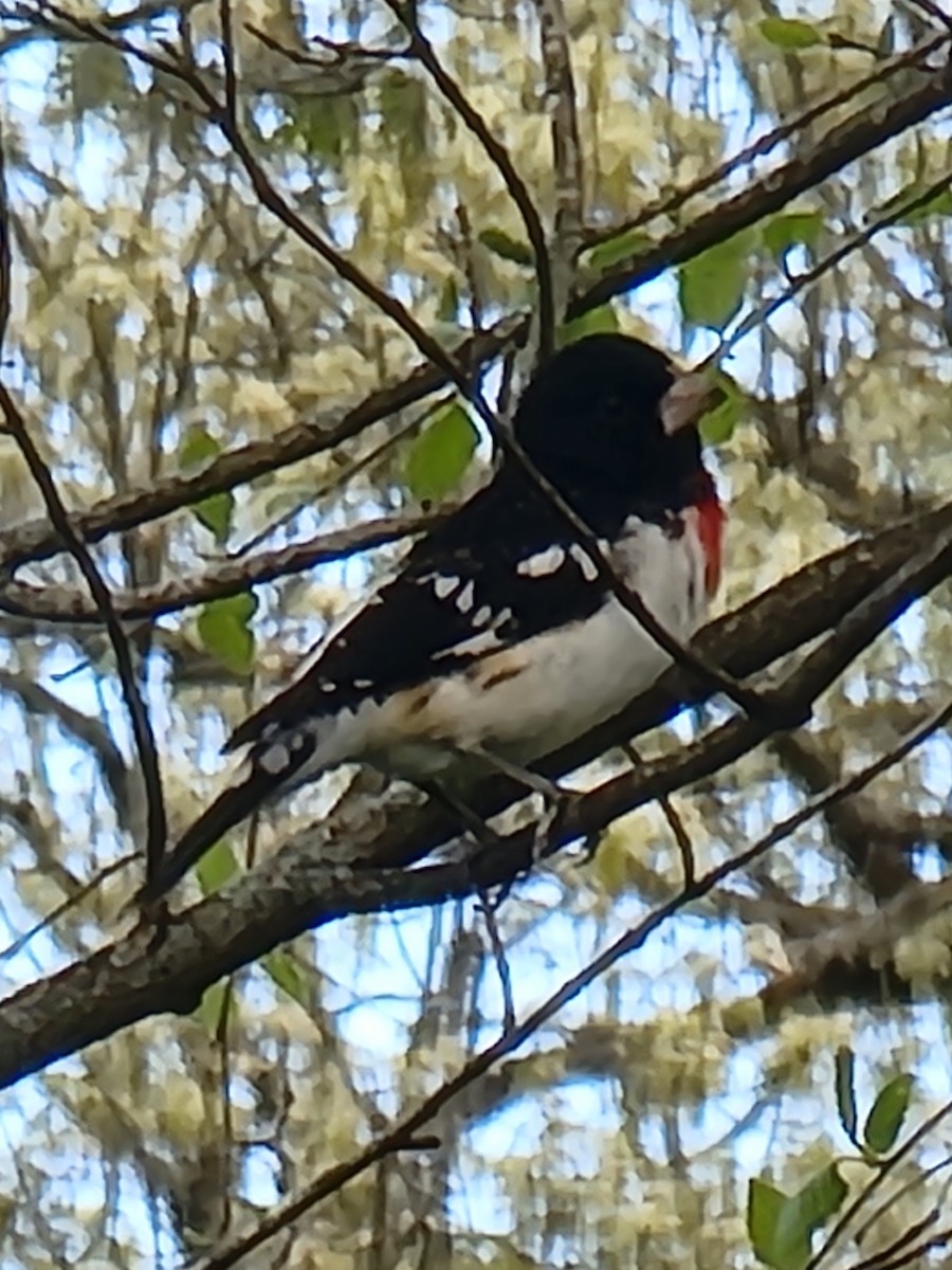 Rose-breasted Grosbeak - Scott Harp