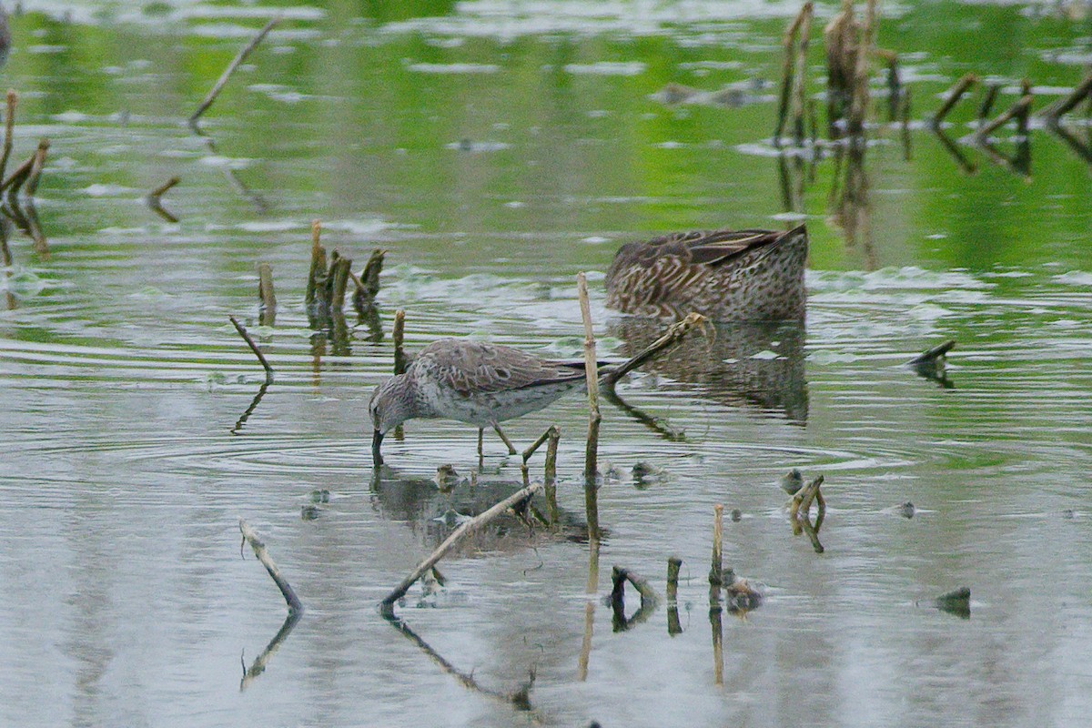 Stilt Sandpiper - Connor Robinson