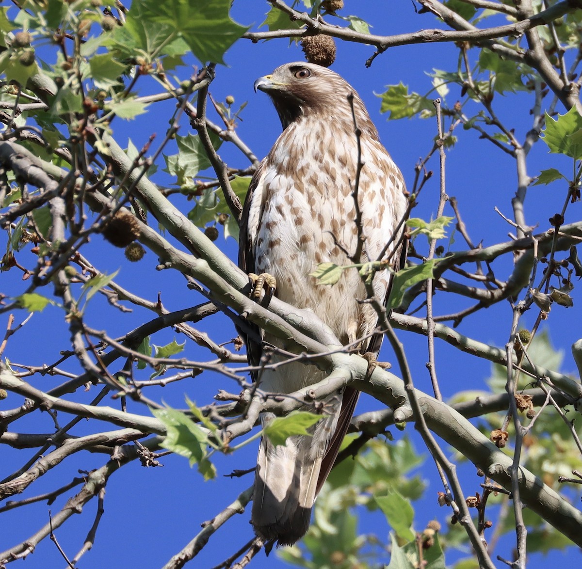 Red-shouldered Hawk - Mark Ross