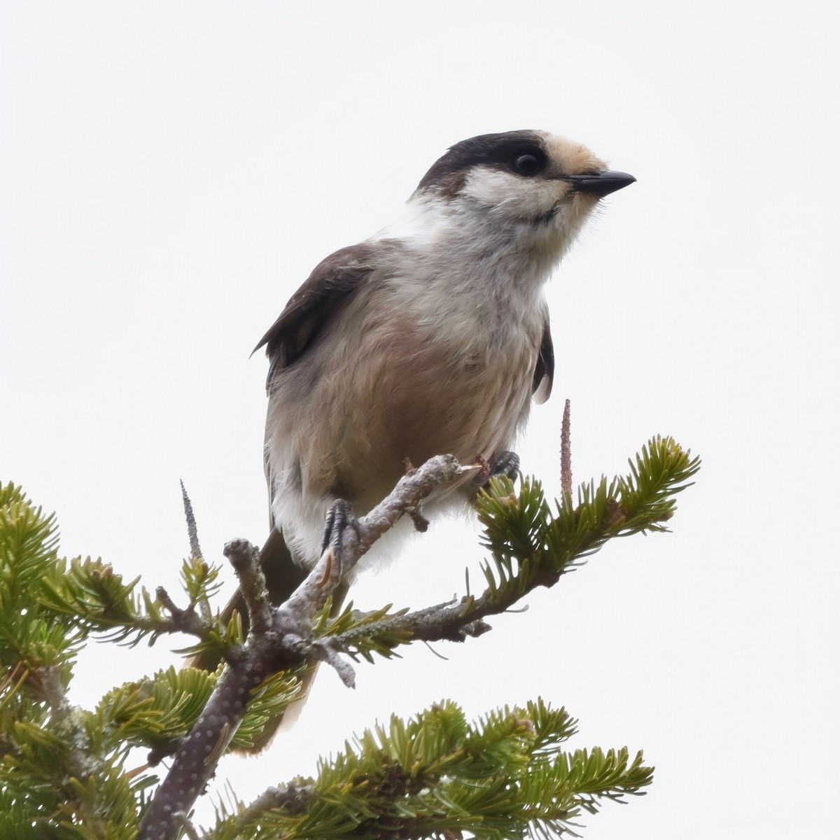 Canada Jay - Jennifer Halter