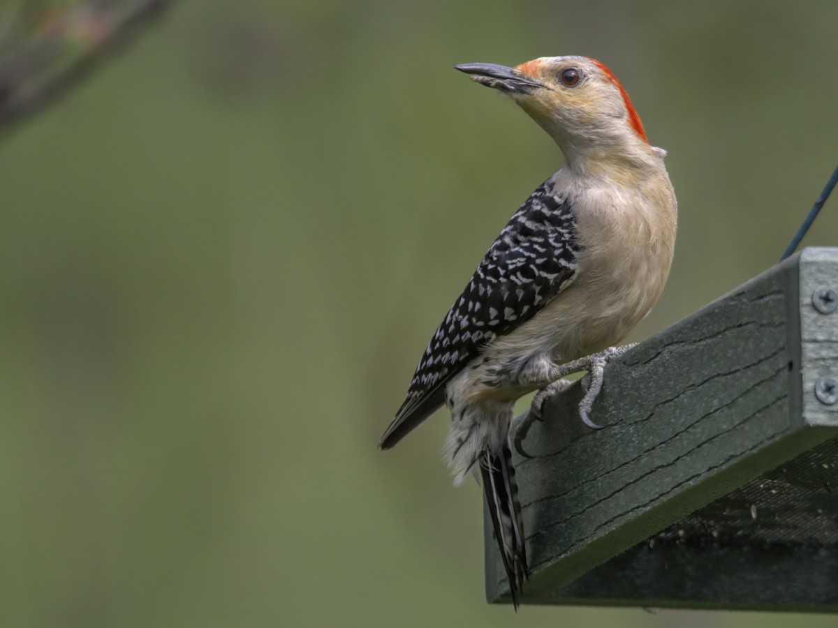 Red-bellied Woodpecker - Justin Kolakowski