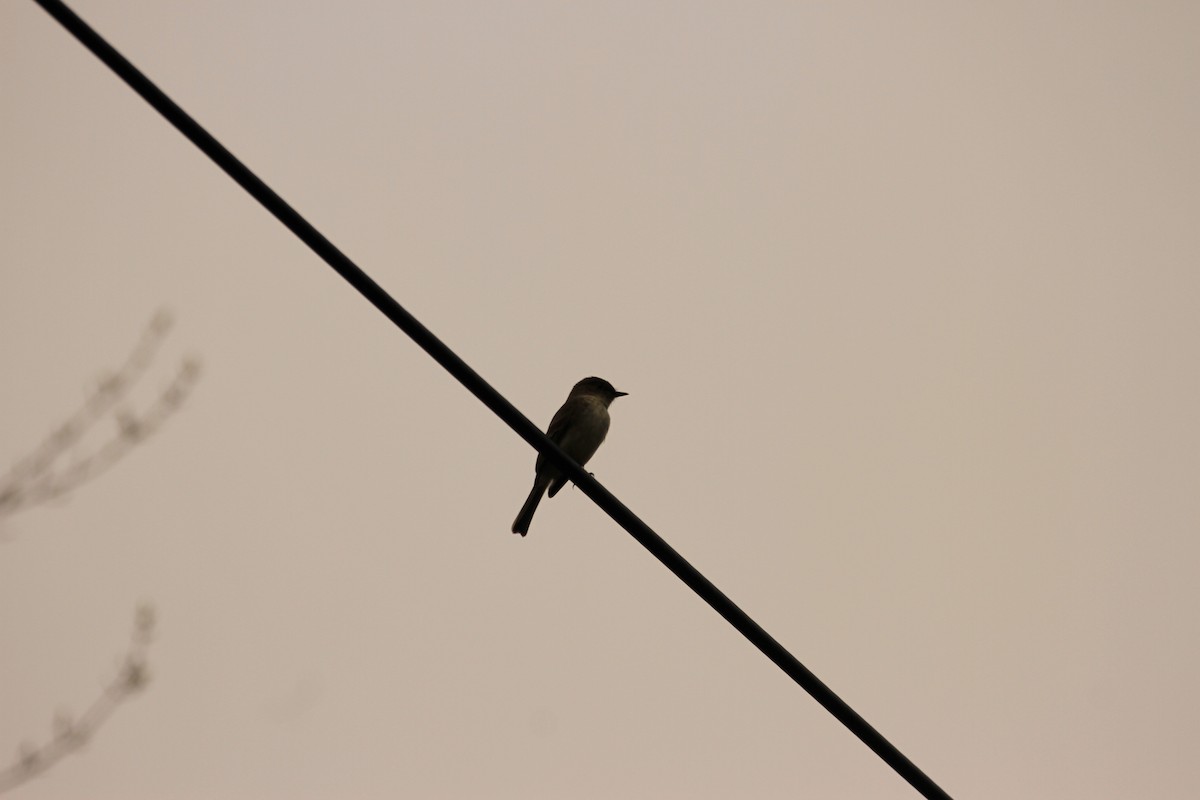 Eastern Phoebe - Kari Dietlin