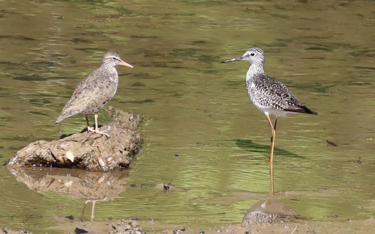 Spotted Sandpiper - Mark Ross