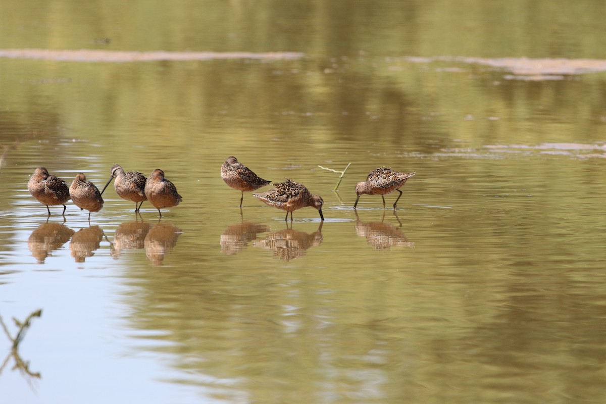Long-billed Dowitcher - ML618291058
